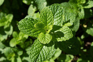 mint leaves