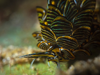 Underwater close-up photography of a Black-lined sapsucking slug (Cyerce nigra) 