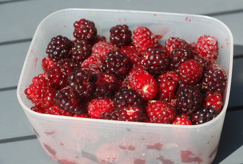 Raspberry in a plastic box after harvesting in a vegetable garden during summer