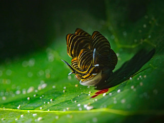 Fototapeta na wymiar Underwater close-up photography of a Black-lined sapsucking slug (Cyerce nigra) 