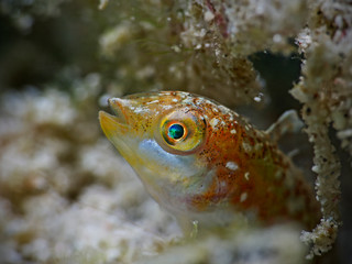 Underwater close-up photography of a juvenile wrasse.