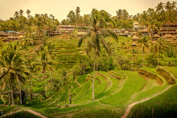 Fototapeta na wymiar Tegallalang Rice Terraces in Ubud, Bali, Indonesia