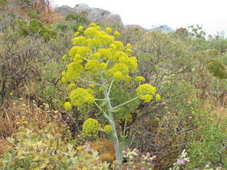 riesenfenchel in monemvasia,