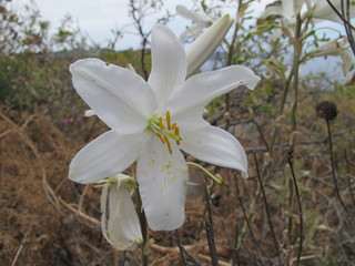 wilde lilie in monemvasia