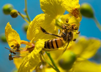 This close up macro image shows a bees feeding and pollinating in vibrant  blooming yellow flower on palo verde tree with a contrasting bright blue sky in background.