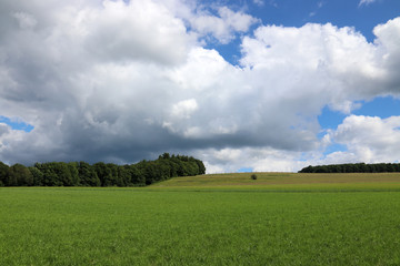 Des nuages et du blé bien vert