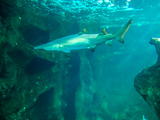 Underwater landscape with coral reef and fish. The aquarium inhabitants of the underwater world. Sharks area