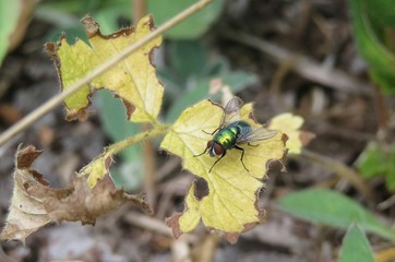 Green fly on yellow leaf in autumn garden, closeup