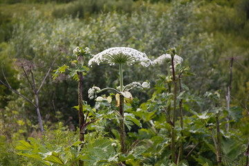 Fototapeta premium Giant cow parsnip growing in the field, Heracleum mantegazzianum