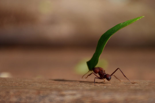 hormiga