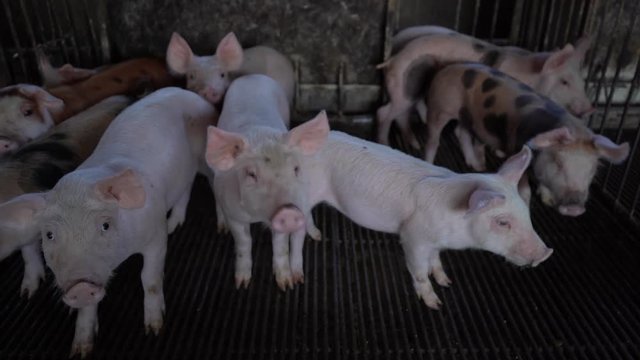Los cerdos est&aacute;n juntos en un criadero.