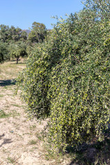 Fototapeta na wymiar Fruits of olives ripen on a branch close-up on a sunny day