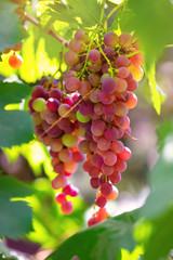 White fragrant bunches of grapes on a tree.  Rustic concept.