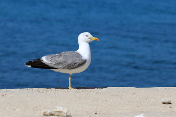 Fototapeta na wymiar A sea gull sits on rocks near the shore