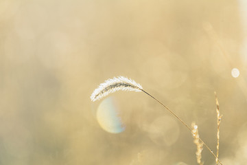 Morning dew on grass at the natural morning sunlight