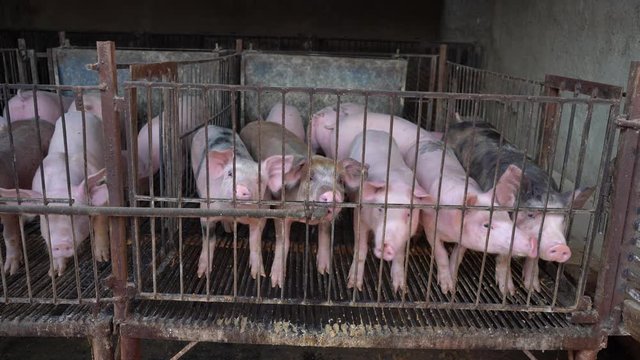 Hay muchos cerdos reunidos en un corral.