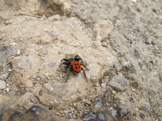 rote röhrenspinne
