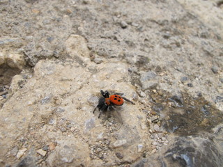rote röhrenspinne