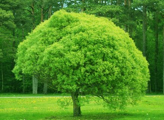 A tree in a park. Good backdrop for projects.
