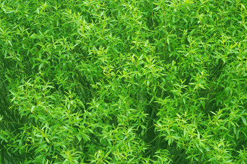 A texture of green foliage. Good template for projects.
