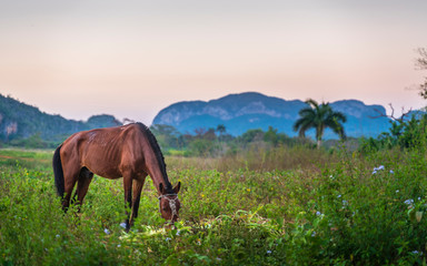 Fototapeta na wymiar Horse in Vinales Valley, UNESCO, Vinales, Pinar del Rio Province, Cuba.