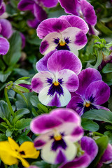 Fototapeta na wymiar Background of blooming pansy flowers. Flowerbed of multi-colored pansy flowers in the garden. Close-up. Selective focus.