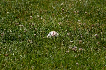 A lone baseball sits in the grass on a hot summer day.