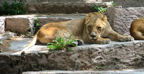 Old Lioness Resting on the Rocks