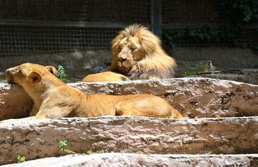 Big Male Lion Resting Next to a Lioness