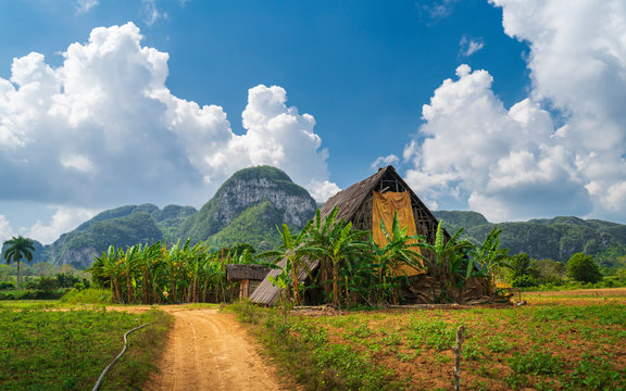 Tobacco field in Vinales National Park, UNESCO, Pinar del Rio Province.