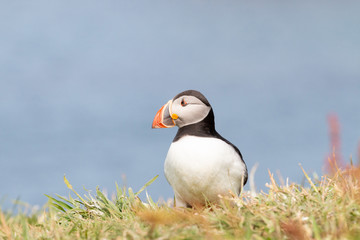 Puffin on Lunga Treshnish isles in Scotland