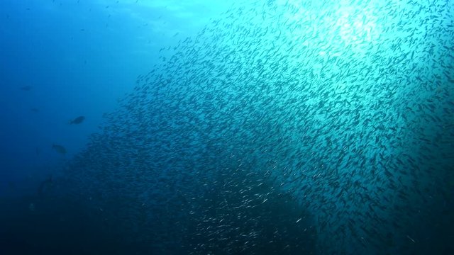 Swimming through a shimmering shoal of Glassfish and school of Yellowtail Scad, Atule mate in Andaman sea 