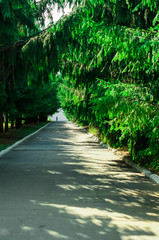 Trees along the shady alley in the summer park.