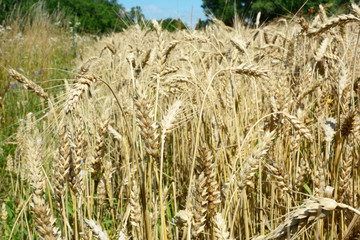 Wheat grain harvest on wheat field  farmland background.