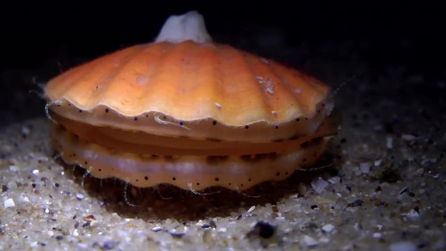 Smooth scallop (Flexopecten glaber) closes and opens the shell and jumps, medium shot.