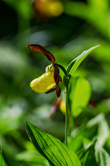 Rare Ladys slipper orchid in its natural habitat in the forests of Roslagen