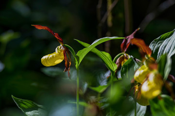 Rare Ladys slipper orchid in its natural habitat in the forests of Roslagen