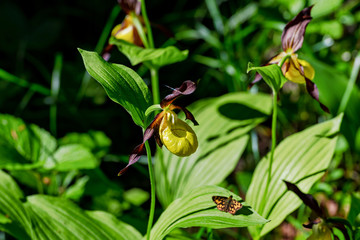 Rare Ladys slipper orchid in its natural habitat in the forests of Roslagen