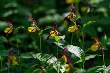Rare Ladys slipper orchid in its natural habitat in the forests of Roslagen