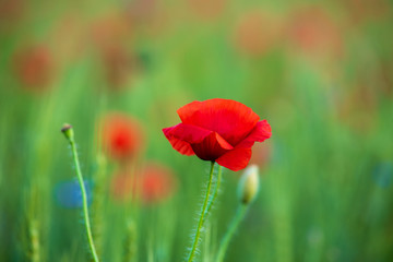 Red Poppies in the fields