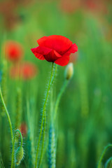 Red Poppies in the fields