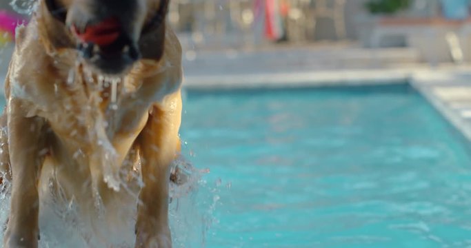 funny golden retriever dog swimming in pool fetching toy ball shaking off water playfully enjoying summer cute furry canine having fun 4k footage