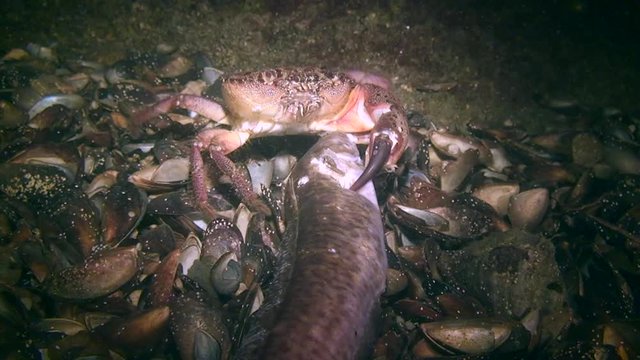 Warty crab or Yellow shore crab (Eriphia verrucosa) eating dead fish, wide shot.