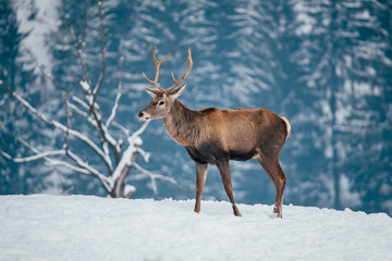 Deer in beautiful winter landscape