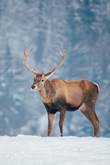 Naklejka na ściany i meble Deer in beautiful winter landscape