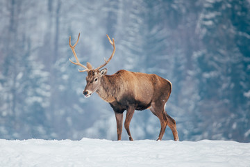 Deer in beautiful winter landscape