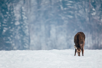 Deer in beautiful winter landscape