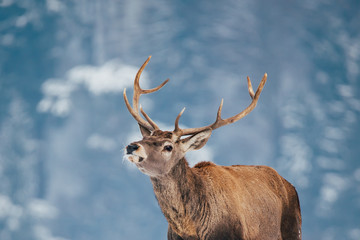 Deer in beautiful winter landscape