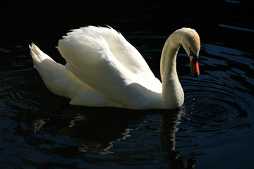 White mute swan (Cygnus olor) on the pond on the black background 