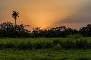 Perfect colorful African sunset with backlit silhouette of palm trees. Guinea, West Africa.